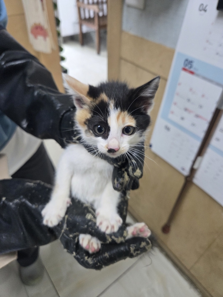 [고양이] 한국 고양이 충북-영동-2025-00118 유기동물 배경 이미지 입니다.